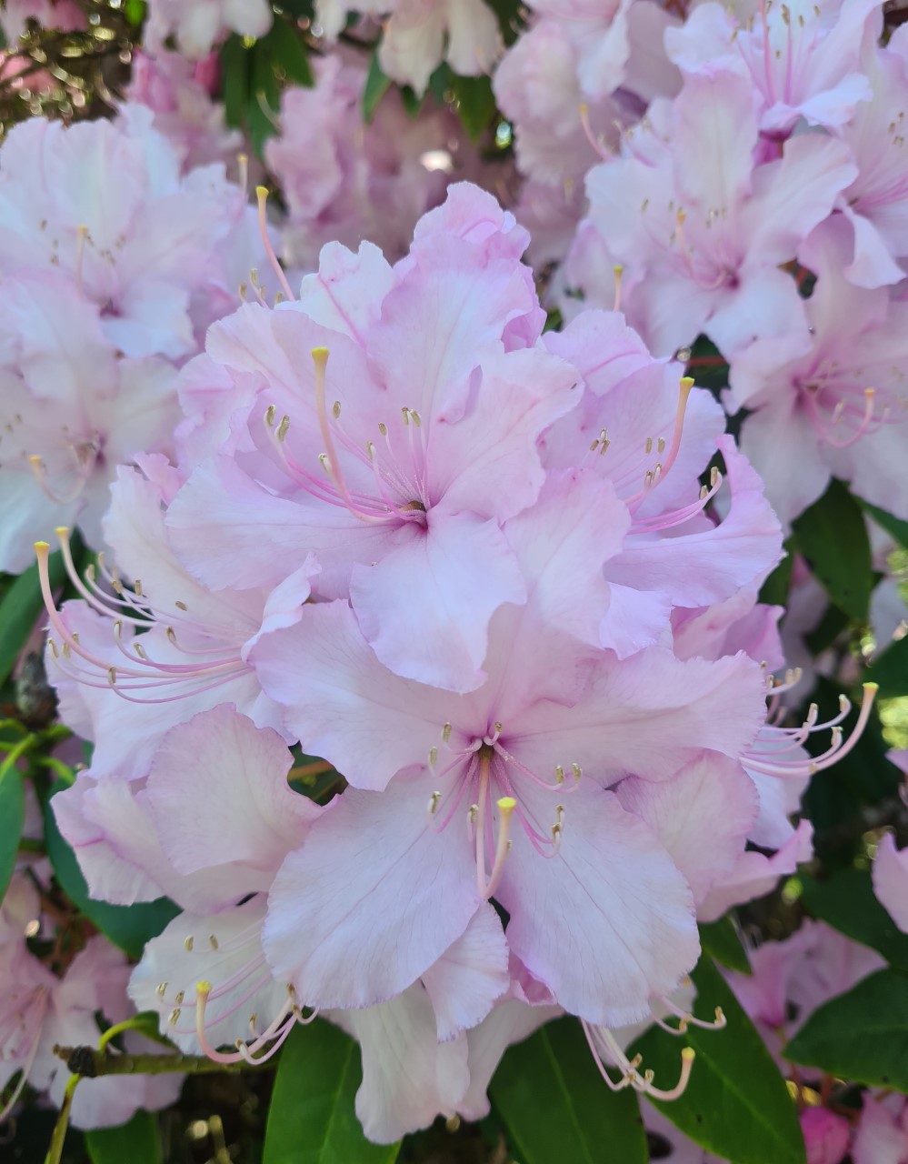 'Mrs. E. C. Stirling'